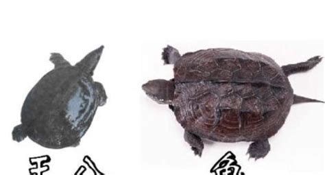 烏龜和鱉|王八、烏龜、鱉、甲魚到底有什麼區別？